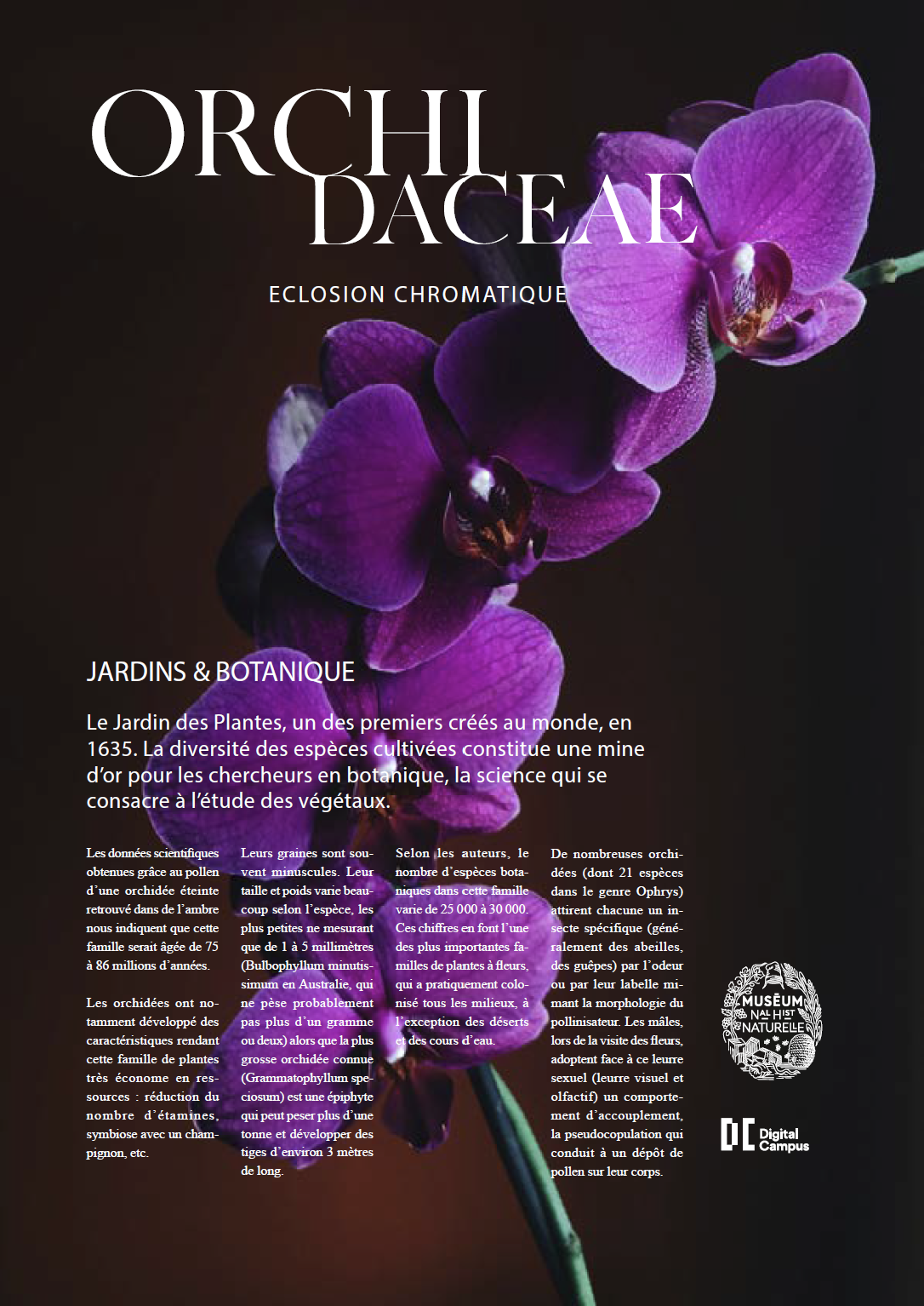 c'est une affiche d'une fleur violette